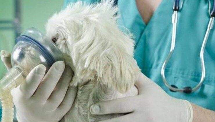 Bronchopneumonia (Akciğerlerin Yangısı)