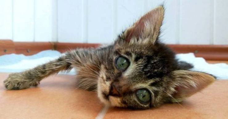 Gençlik Hastalığı (Feline Panleukopeni)