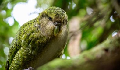Kakapo