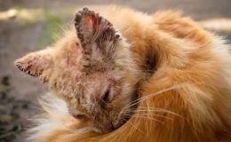 Kedi Kulak Uyuzu (Notoedric Mange-Feline Scabies)