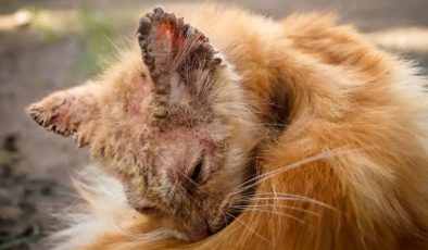 Kedi Kulak Uyuzu (Notoedric Mange-Feline Scabies)
