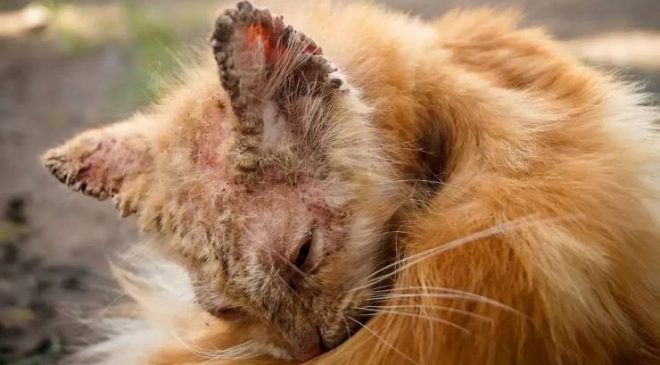 Kedi Kulak Uyuzu (Notoedric Mange-Feline Scabies)