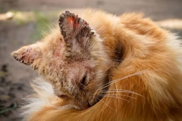 Kedi Kulak Uyuzu (Notoedric Mange-Feline Scabies)
