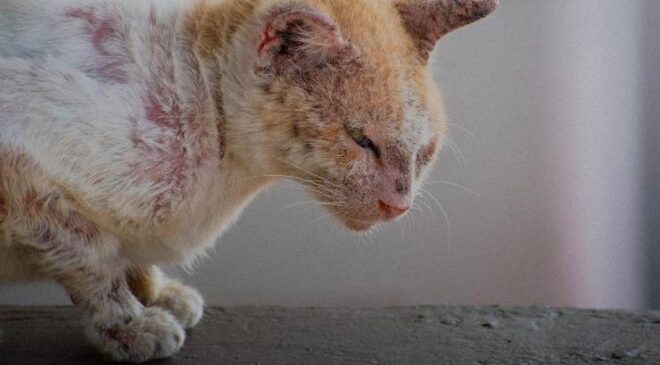 Kedilerde Dermatitis (Deri Yangısı)