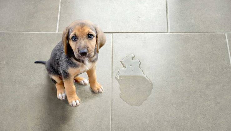 Köpeğim heyecanlandığında altına kaçırıyor ne yapabilirim?