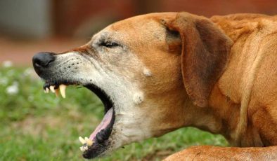 Köpeklerin Bordotella Enfeksiyonları
