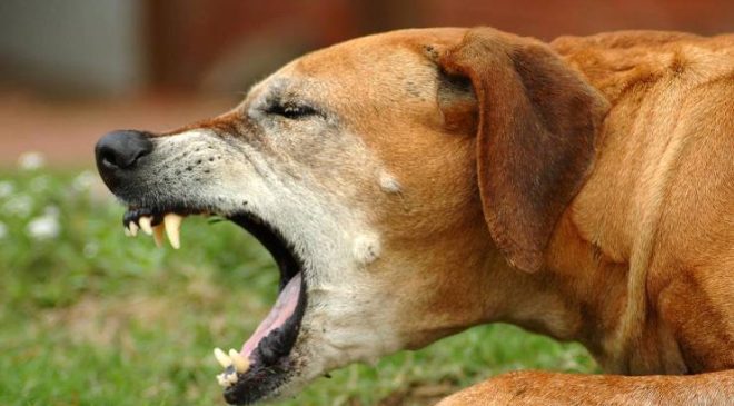 Köpeklerin Bordotella Enfeksiyonları
