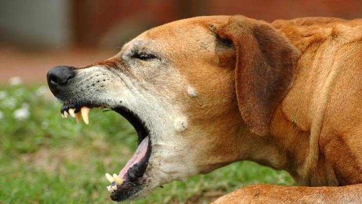 Köpeklerin Bordotella Enfeksiyonları