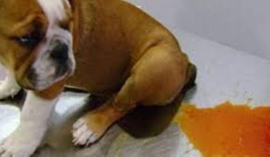 Köpeklerin Parvoviral Enfeksiyonu