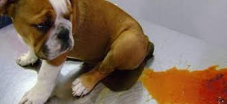 Köpeklerin Parvoviral Enfeksiyonu