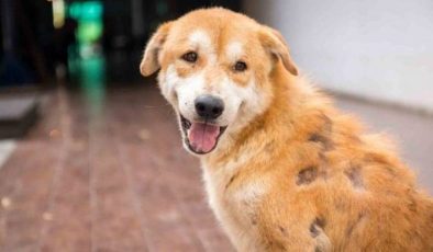 Köpekte Uyuz hastalığı ve tedavisi
