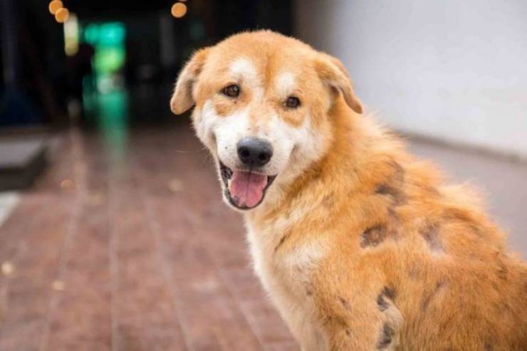 Köpekte Uyuz hastalığı ve tedavisi