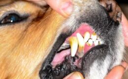Lymphoplasmatic Stomatitis
