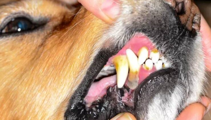 Lymphoplasmatic Stomatitis