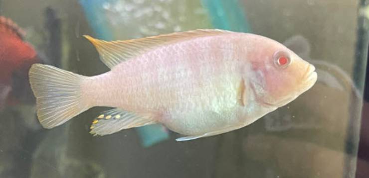Malawi Bloat