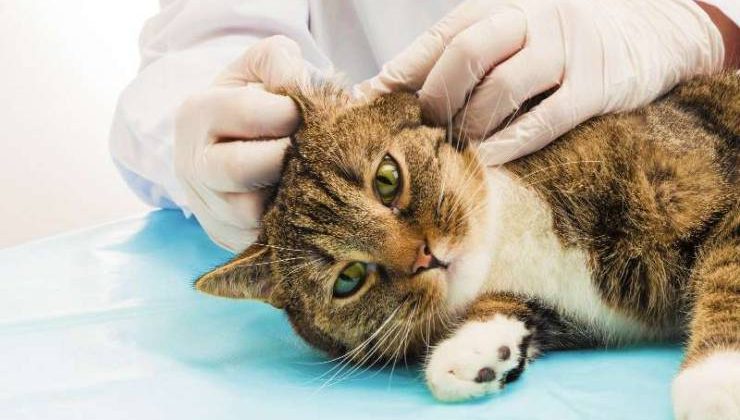 Otitis Media (Orta Kulak İltihabı)