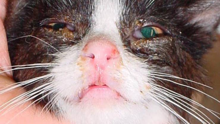 Rhinitis (Burun Mukozasının Yangısı)