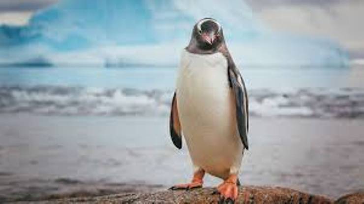Gentoo Cinsi Penguenler