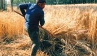 Orakçı ve Tırpancı – Kaybolan Meslekler