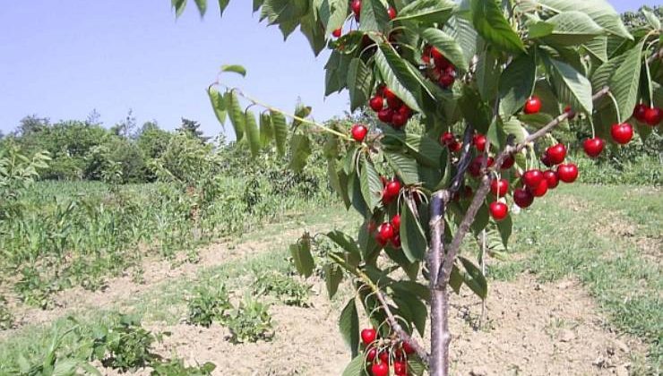 Kirazlarda Terbiye ve Budama
