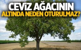 Ceviz Ağacının Altında Neden Oturulmaz?