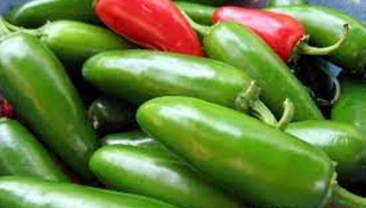 Jalapone Biber Yetiştiriciliği