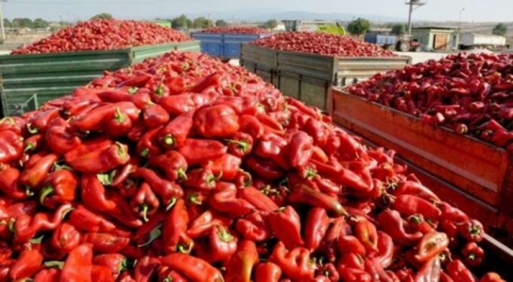 Kapya Biber Hasat Zamanı