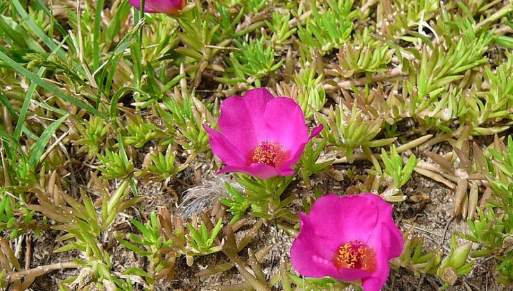 Kedi Tırnağı – İpek Çiçeği – Yaz Çiçeği – Portulaca Grandiflora