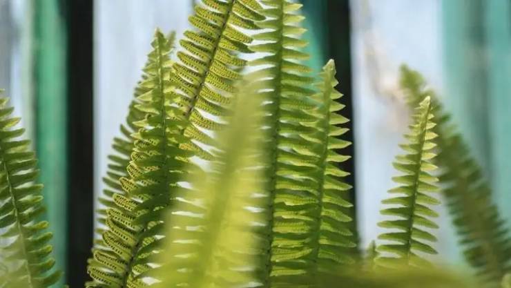 Aşk Merdiveni – Nephrolepis