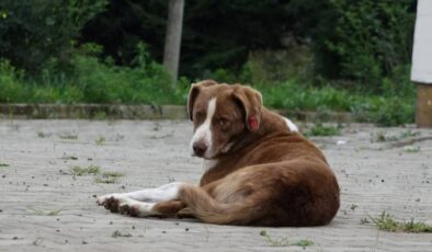 Bilge ile Sokak Köpeğinin Dersi