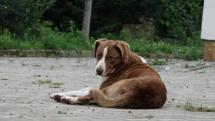 Bilge ile Sokak Köpeğinin Dersi
