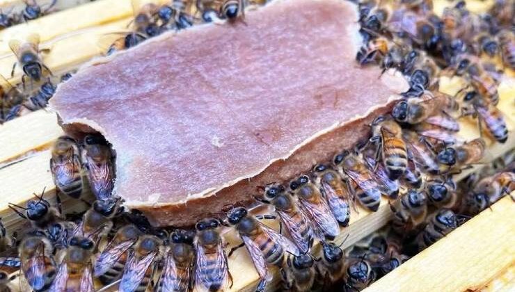 Bilim İnsanları, Bal Arıları İçin Polen Yerine Geçen “Süper Gıda” Geliştirdi.