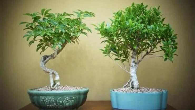 Bonsai Bitkisinin Yetiştirilmesi