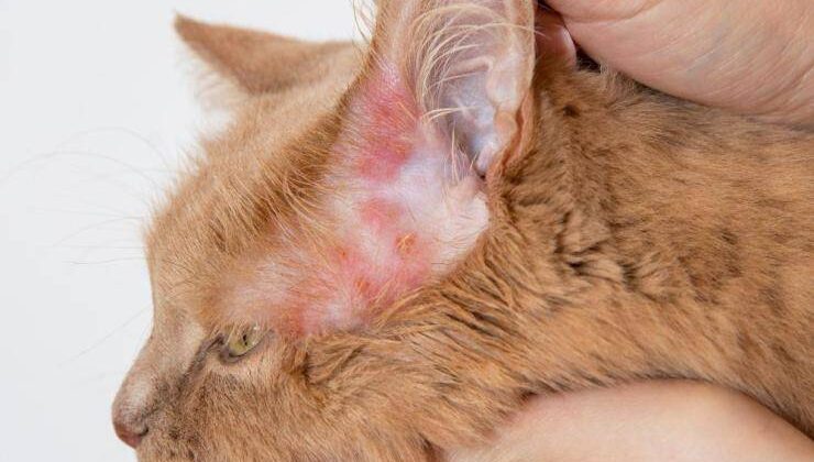 Feline Dermatitis Solaris (Kedilerin Beyaz Kulak Dermatiti)