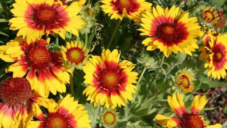 Gaillardia Çiçeği