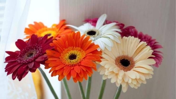 Gerbera Bitkisinin Yetiştirilmesi