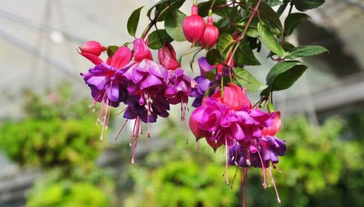 Küpe çiçeği – Fuchsia