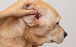 Otitis Externa (Dış Kulak Yolu İltihabı)
