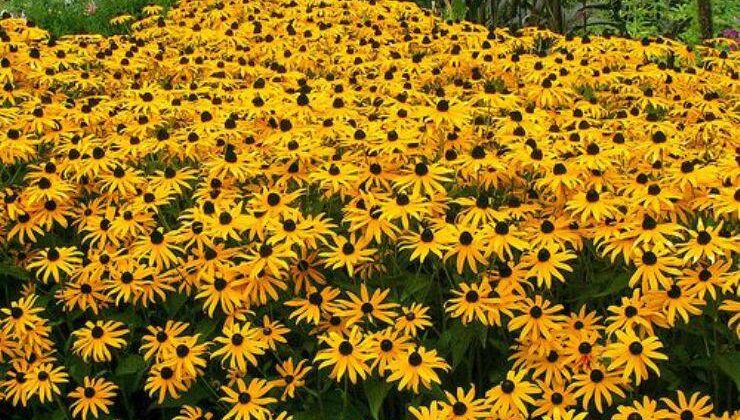 Rudbekya