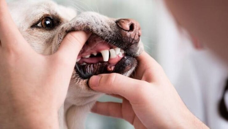 Stomatitis-Glossitis-Gingivitis