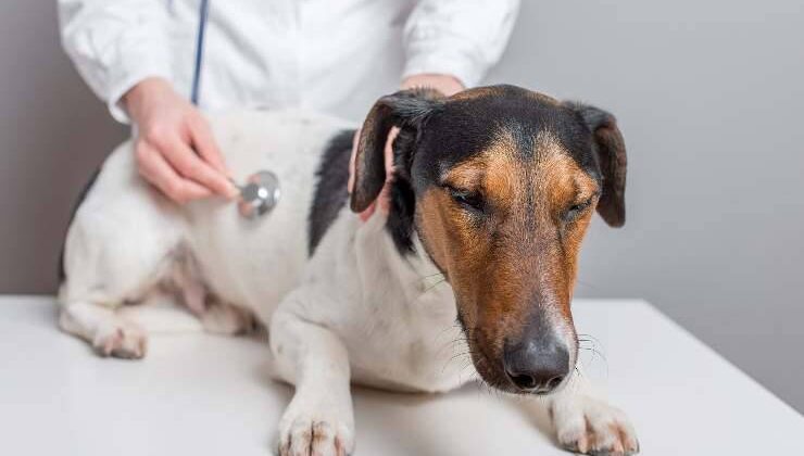 Zehirlenmeler Hakkında Genel Bilgi