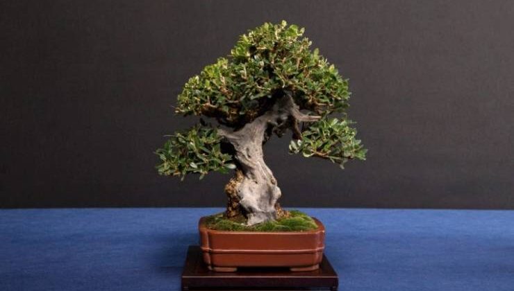 Bonsai Çiçeği