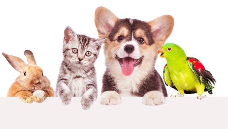 Minik Kuş, Kedi, Köpek