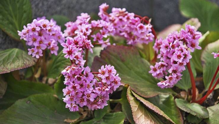 Kış Sümbülü – Bergenia