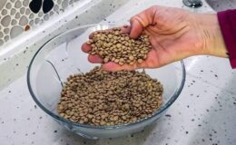 Yeşil Mercimek Dondurucuda Nasıl Saklanır