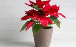 Atatürk Çiçeği Poinsettia Bakım ve Özellikleri