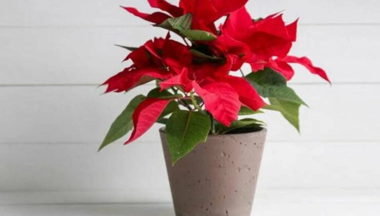 Atatürk Çiçeği Poinsettia Bakım ve Özellikleri