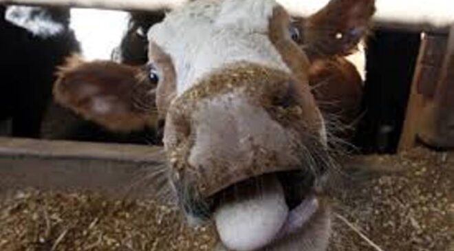 Delidana hastalığı deli dana BSE bovine spongiform encephalopathy