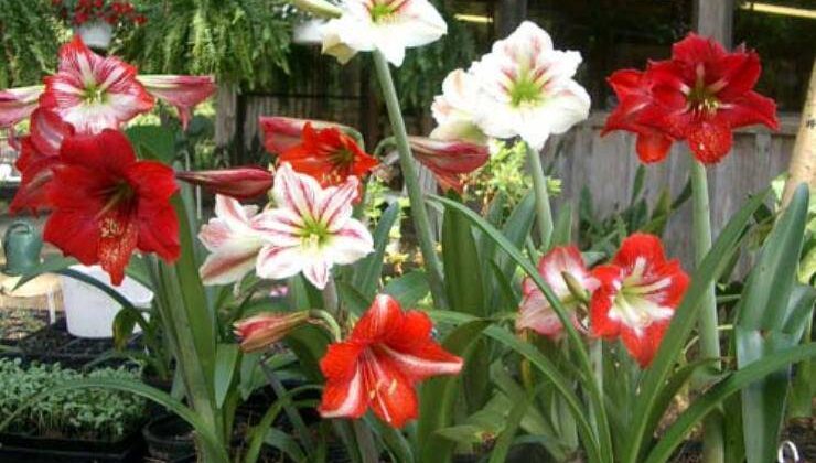 Amaryllis (Çoban Çiçeği), Çoban Çiçeğinin Bakımı