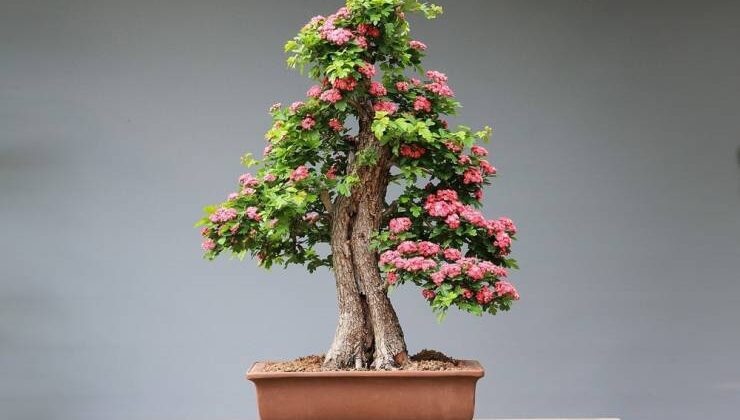Bonsai Bakımı Nasıl Yapılır? 